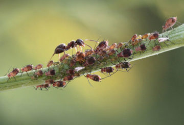 Semut dan aphid pada batang