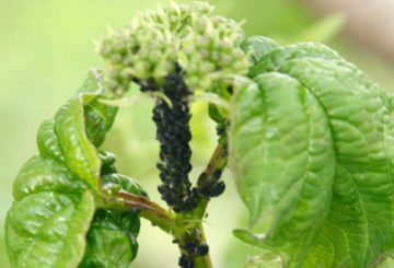 Zwarte bladluis op viburnum