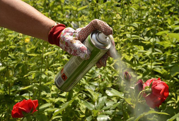 Behandling av rosbuskar med en kemikalie
