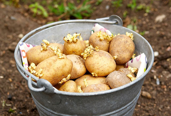 Покълнали картофи за засаждане