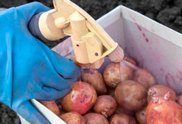 Aardappelen verwerken voor het planten