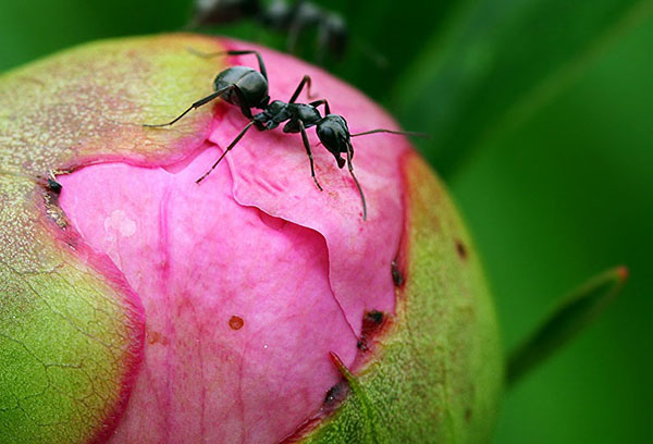 Мравка на божур