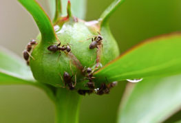 Mrówki na pąku piwonii