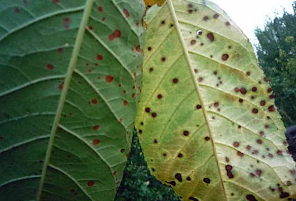 Clasterosporium pe frunze
