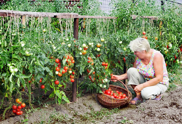 Poiminta tomaatteja