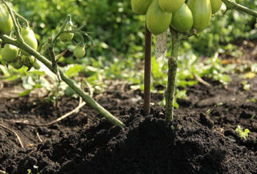 Tomato semak selepas mengunyah