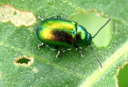 Sorrel leaf beetle