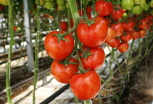 Зрели неопределени домати