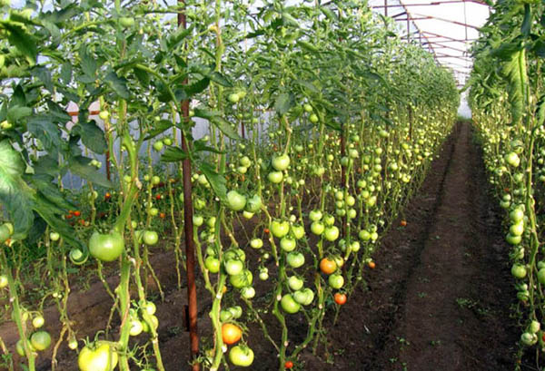 Неопределени домати