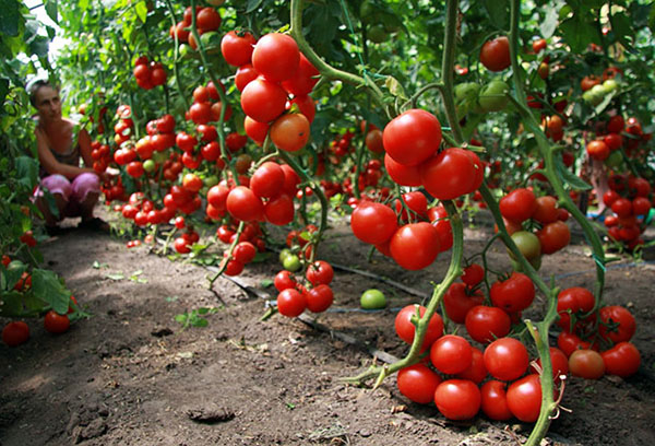 Реколта неопределени домати