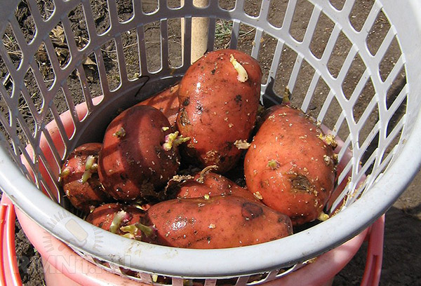 Aardappelen voor het planten