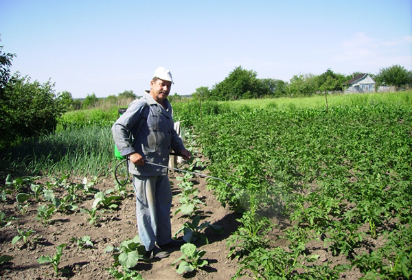 Aardappelen sproeien van de coloradokever