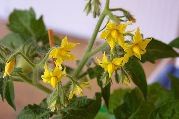 Arbusto de tomate floreciente