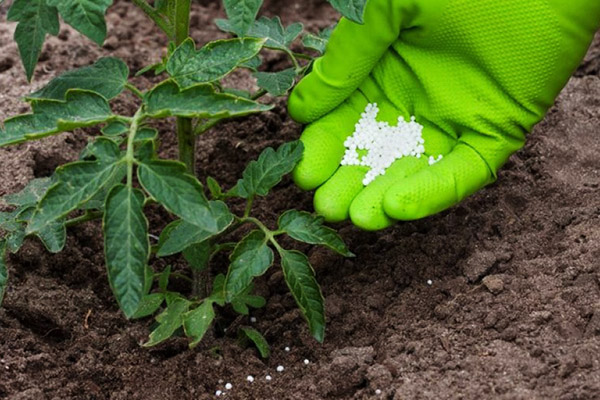 Engrais minéraux pour la tomate