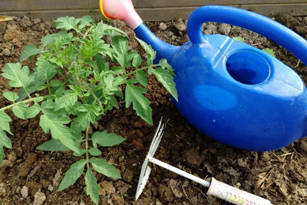 Zorg voor tomatenstruiken