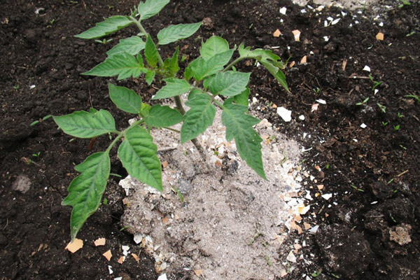 Aderezo de tomate con ceniza