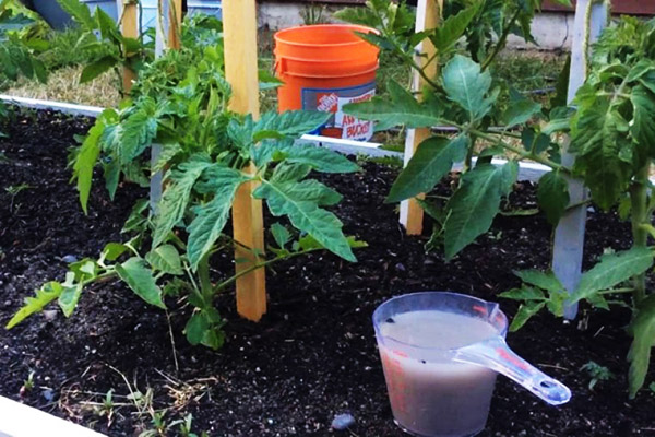 Jodiumoplossing voor het besproeien van tomaten