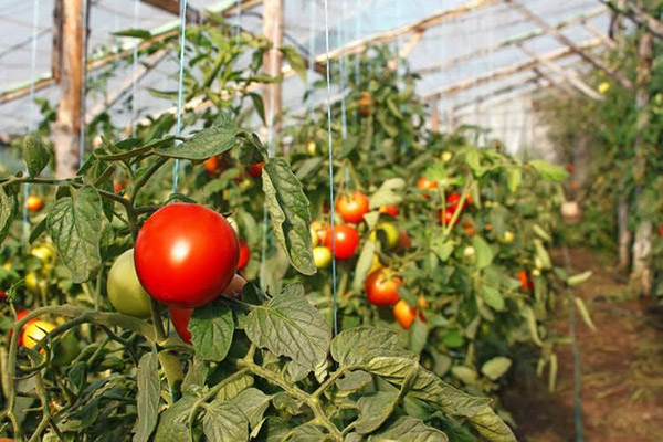 Обвързани домати в оранжерия