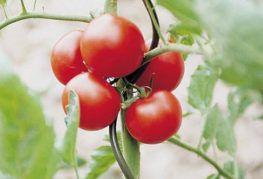 Pomidor zawiązany drutem