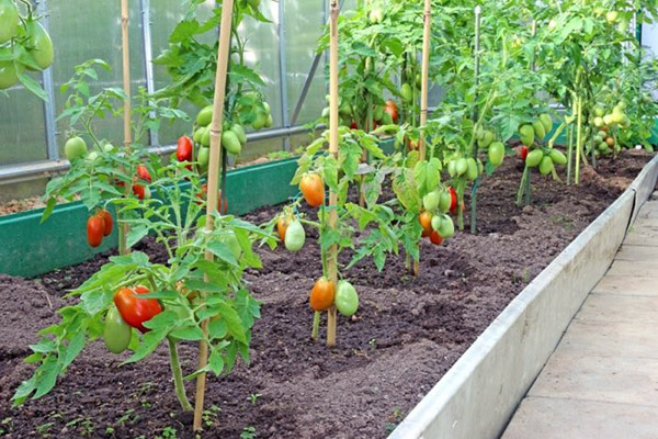 Tomater i ett växthus