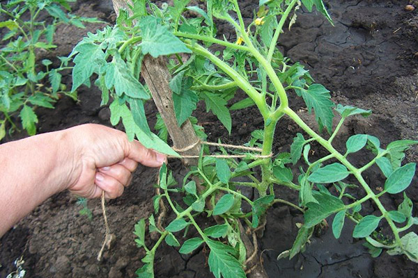 Arbust de tomate cu zmeură