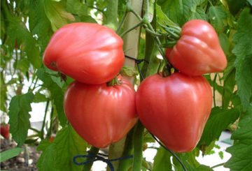 Tomates cœur de boeuf