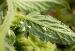 Whiteflies på ett tomatblad