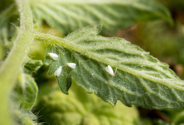 Lalat putih pada daun tomato