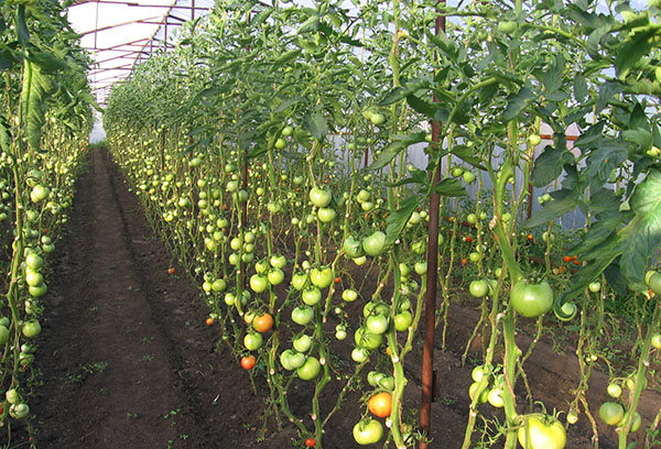 Tomates indeterminados sin hojas inferiores