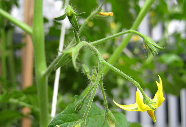 Hijastro prometedor en un arbusto de tomate