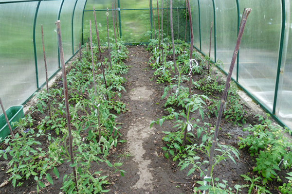 Tomatoes in the greenhouse after watering