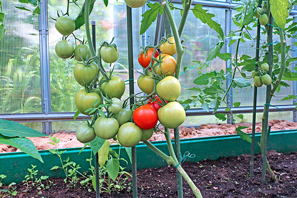 Pomidorai, prinokę šiltnamyje