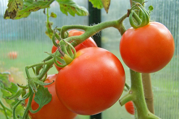 Skleníkové paradajky