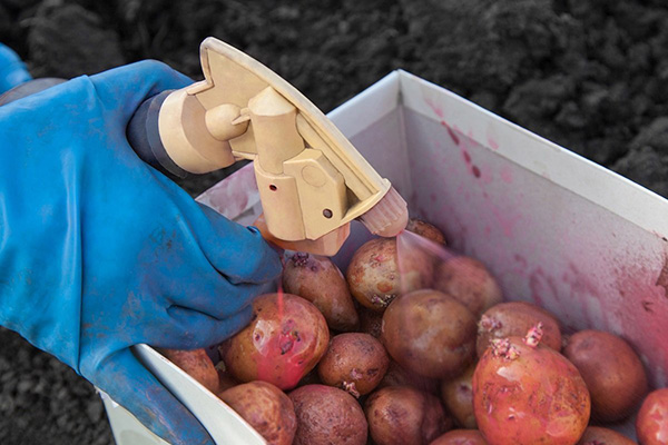 Pag-spray ng patatas na may Prestige bago itanim