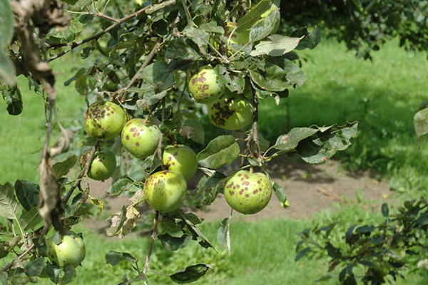 Macieira afetada por sarna