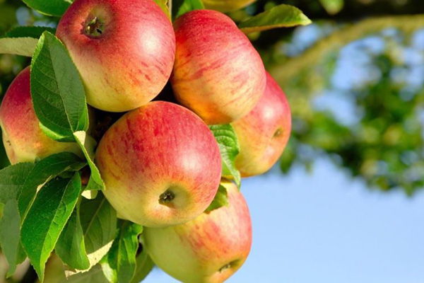 Manzanas maduras en una rama