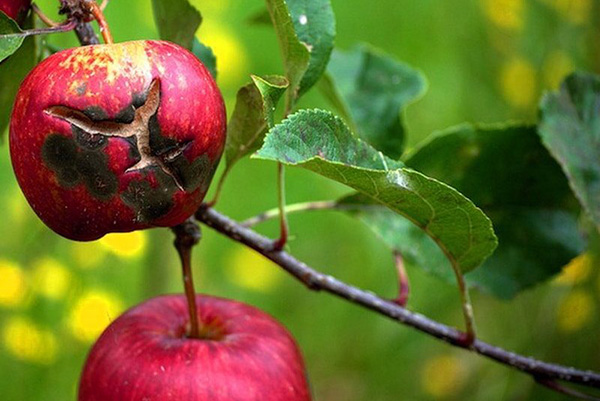 Pommes endommagées par la gale