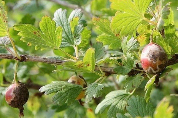 Cendawan serbuk pada gooseberry