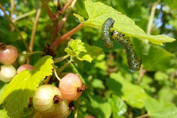 Rupsen op kruisbesblad