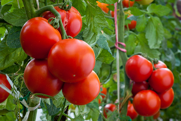 Зрели домати от сорта Москвич