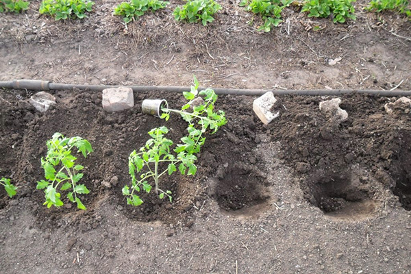 Засаждане на разсад от домати в земята