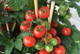 Moskvich tomatbuske