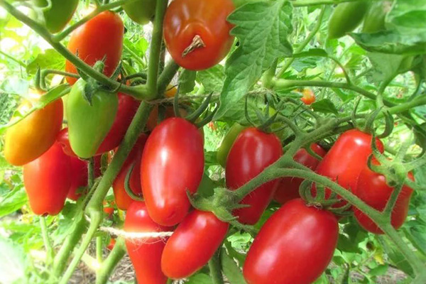 Tomate bush Petrusha-jardineiro com frutas