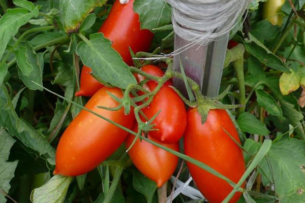 Tomates variedades Petrusha jardineiro