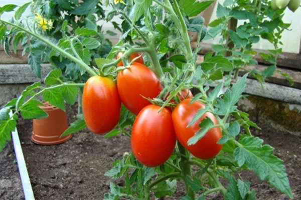 Tomatenstruik met fruit