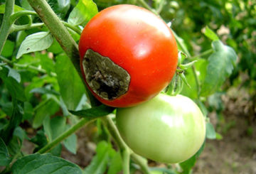 Sinais de podridão no tomate