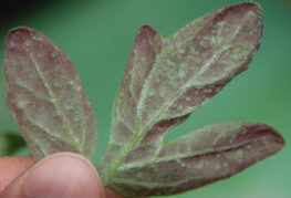 Доматено листо с лилав оттенък