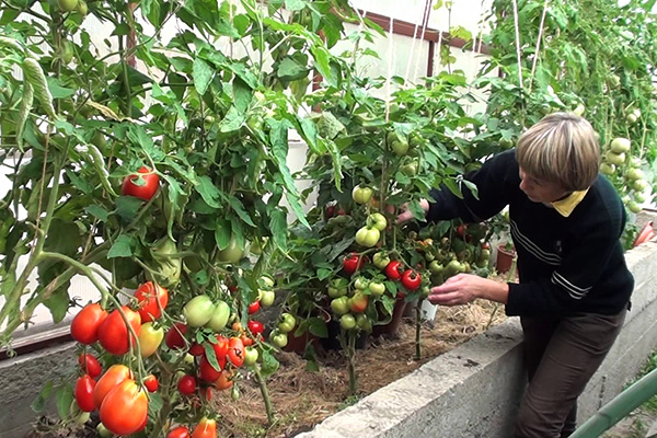 Горна дресинг на домати в оранжерията