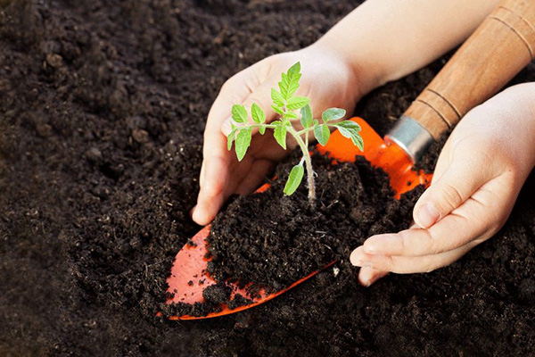 Засаждане на домати в плодородна почва