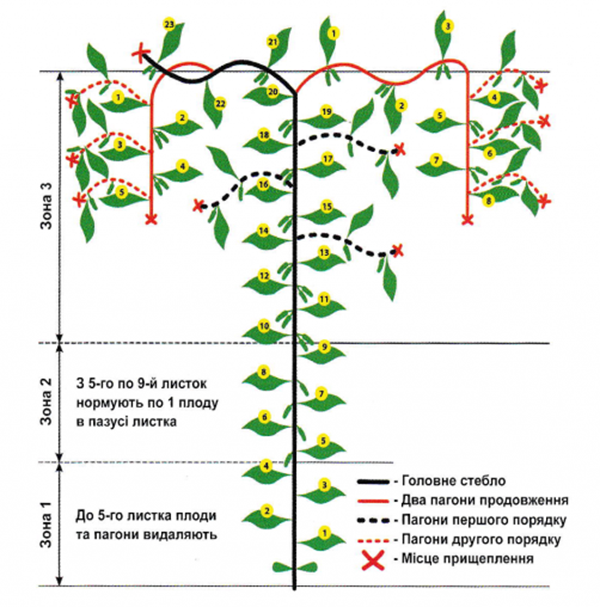 Правила за прищипване на парникови краставици